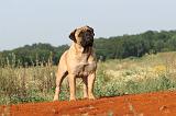 BULLMASTIFF 204